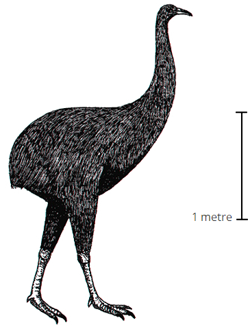 sketch of a moa