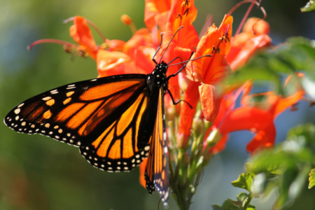 monarch butterfly