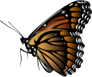 monarch-butterfly-md.png