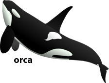 orca