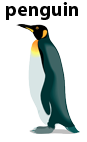 penguin