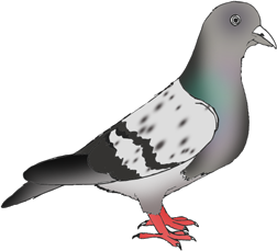 pigeon