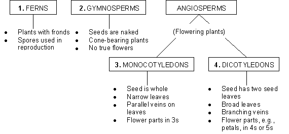 key for plant classification