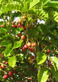 puriri berries