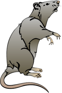 rat