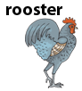 rooster