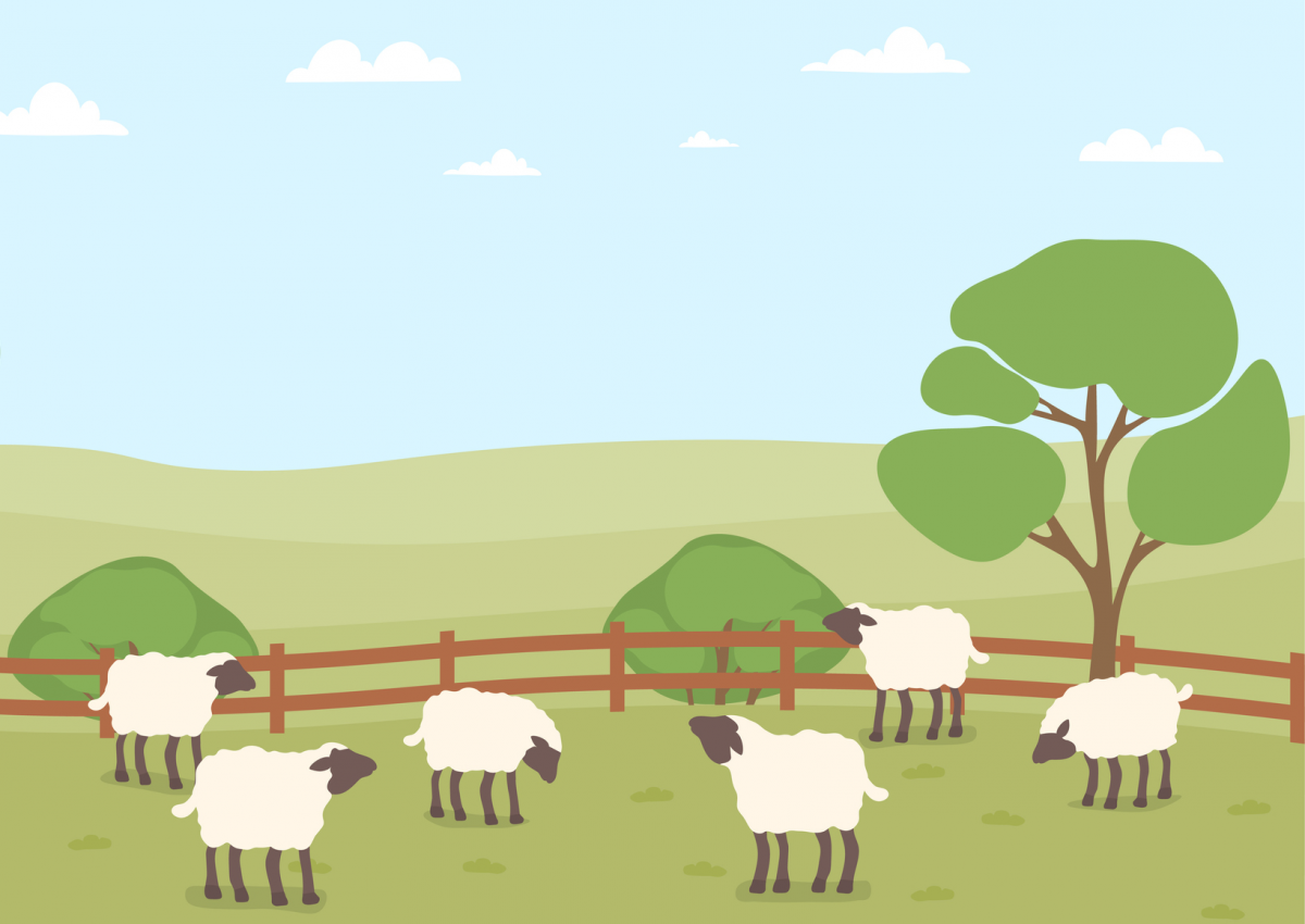 illustration: sheep in a farm paddock