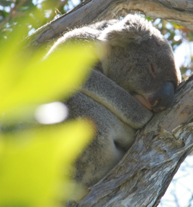 sleepy koala in a tree