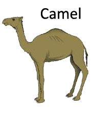 camel