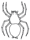 spider