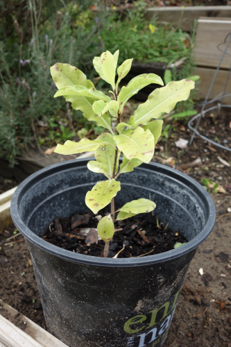 lemonwood / tarata tree sapling