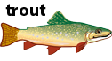 trout