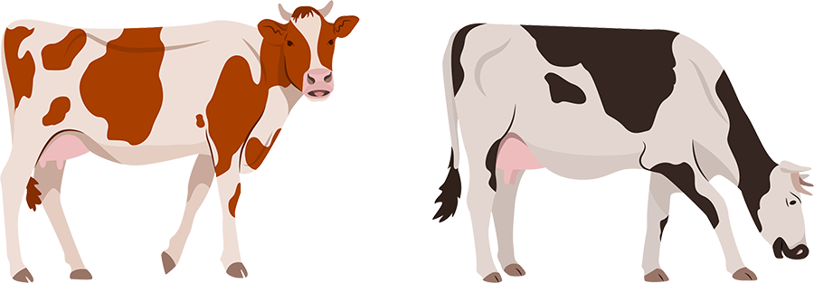 illustration: two cows