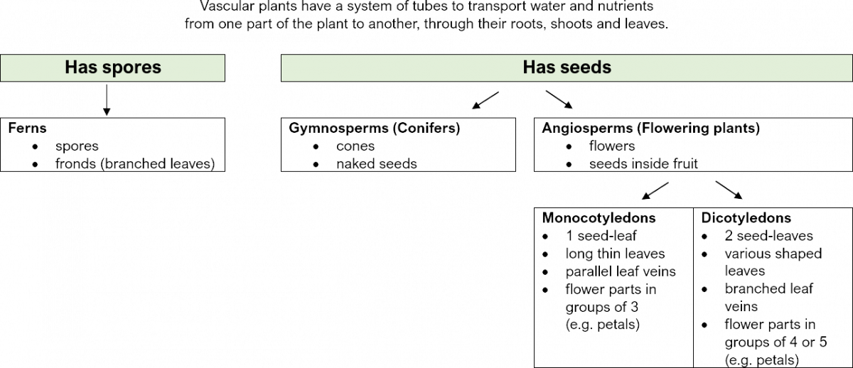 vascular plants classification key