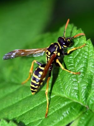 wasp-2466088_1280-NP-PD.jpg