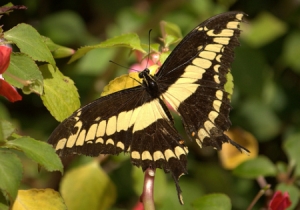 Butterfly with yellow stripe