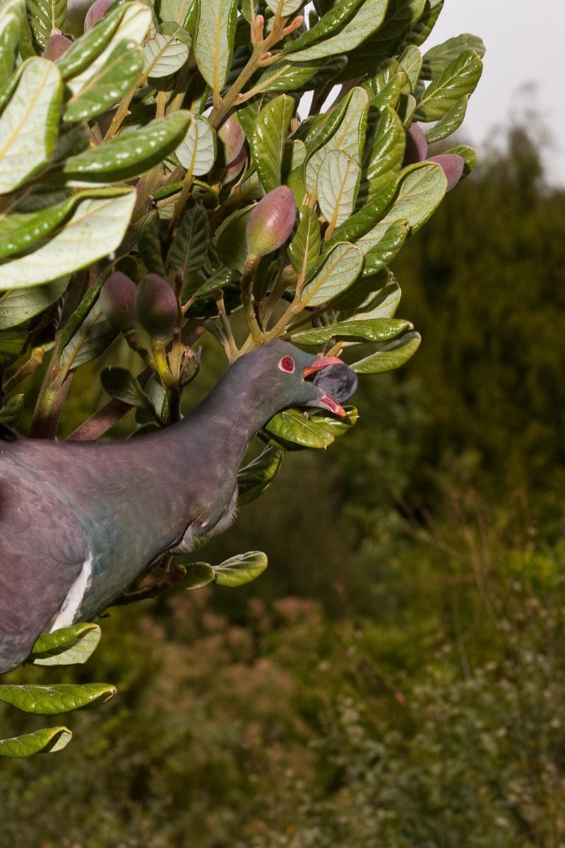 kereru-wide-gape-permission-NM.jpg