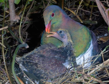 kereru-young-290h.jpg