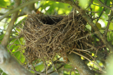 blackbird nest