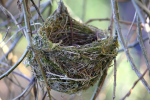 fantail nest