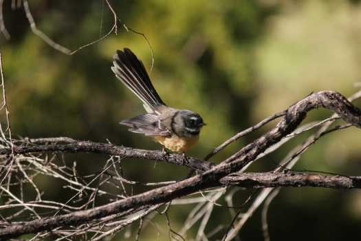 fantail - piwakawaka.JPG