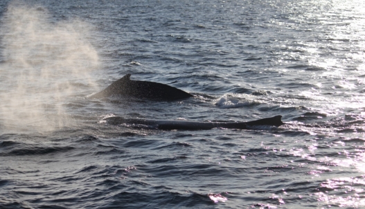 ARB-newsletter-feb-2016-humpback-whales.jpg