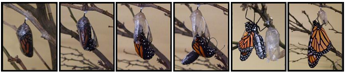 Answers-chrysalis-butterfly.png