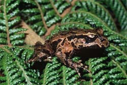 archey's frog