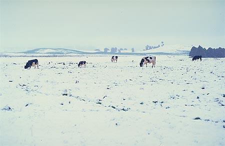 Cattle in snow