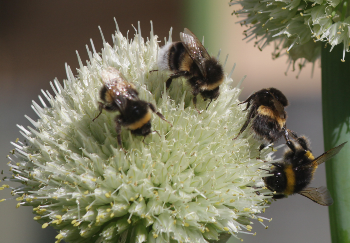 Bumblebees on onion flower2.png