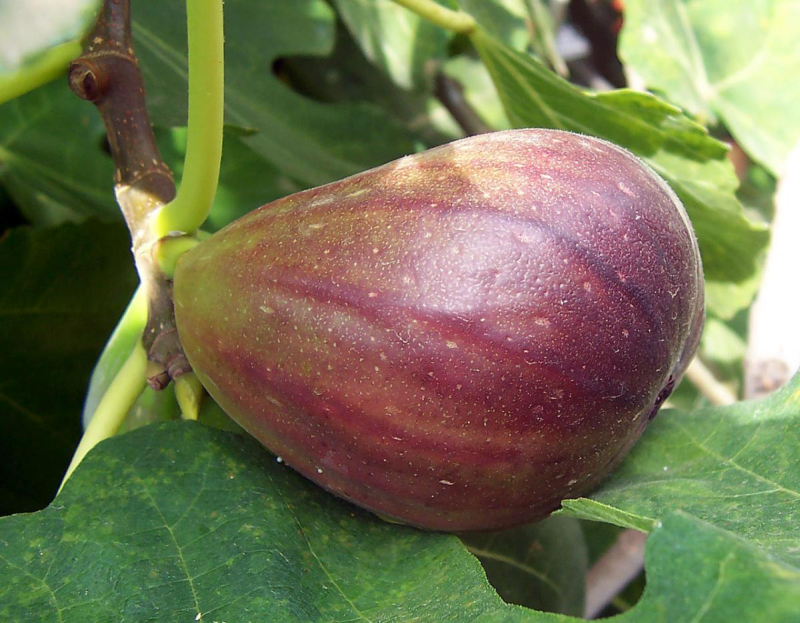 Fig whole (ATTRIBUTE)500px.png