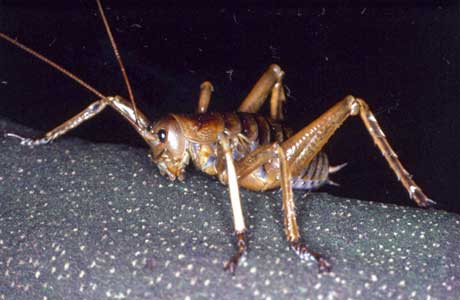 Giant weta