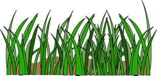 illustration: grass