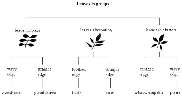 Leaves-in-groups-diagram.png