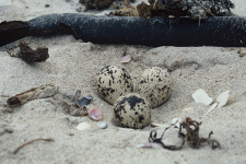 Oyster catcher nest198-089.jpg