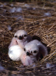 P6325harrier chick-250.png