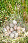 Pukeko nest