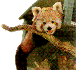 Red-panda.png