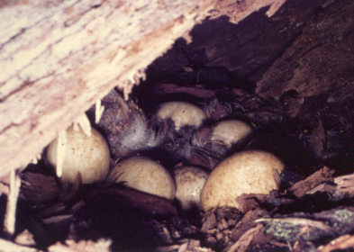 Shelduck eggs