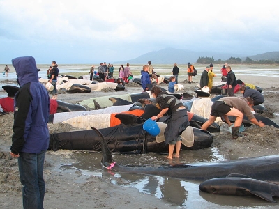 beached-whales-NZ-web.jpg