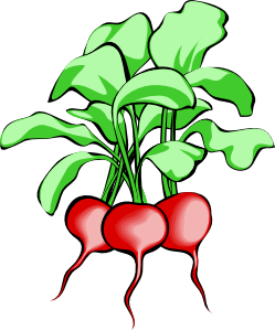 beetroot.png