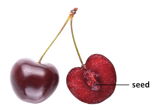 cherry with label.PNG