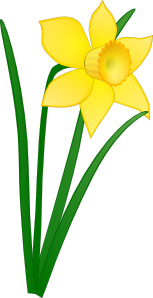 daffodil.png
