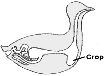 digestive-tract-labelled-290h.png