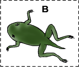 frog-lifecycle