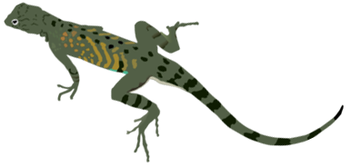 green-black-lizard-md-rot.png