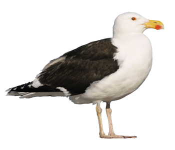 gull-for-find-me-iii-300-high.png