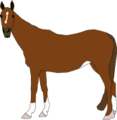 horse