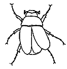 insect option 3