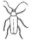 insect option 6